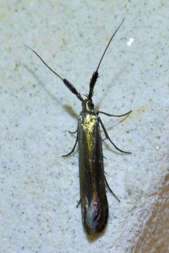 Coleophora deauratella